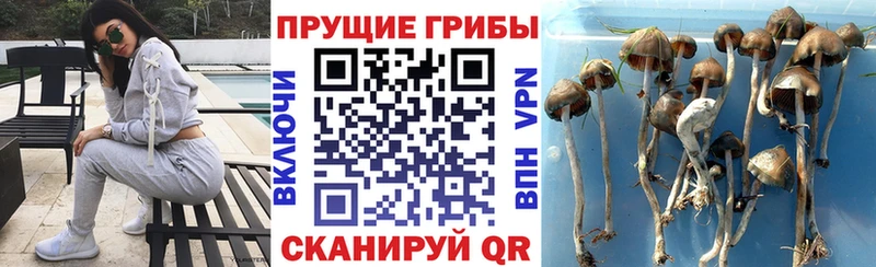 купить закладку Шахунья OMG ссылка Галлюциногенные грибы мухоморы